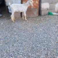 بیگ