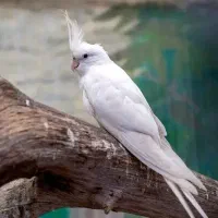 عروس هلندی میخوام