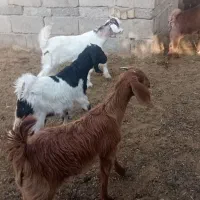 فروش کهر