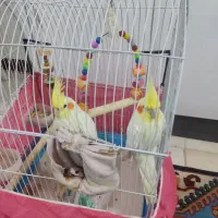 عروس هلندی