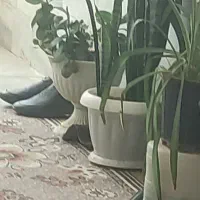باغ اسکان