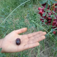 خرما مضافتی عالی بم
