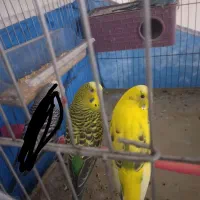 مرغ عشق یک جفت نروماده