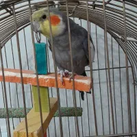 عروس هلندی ۸ماهه نر