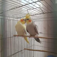 عروس هلندی مولد