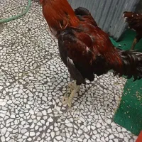 خروس لاری و مرغش