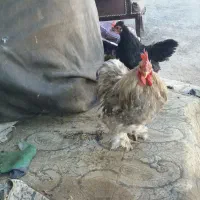 خروس و مرغ تخم گذار