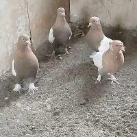 کفتر سینه ای بارنگی
