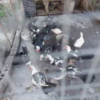 اردک اسرائیلی یا مسکویی نر و ماده