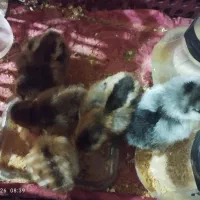 جوجه  بومی  محلی  فقط و فقط ۹۲