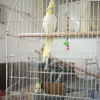 سلام یه جفت عروس هلندی