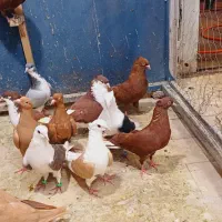 کفتر رنگی رسید (نر و ماده هستند)