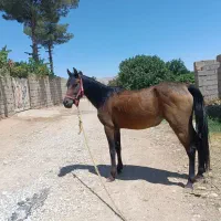 فروش مادیان با کره ماده نژاد چاپار دره شور