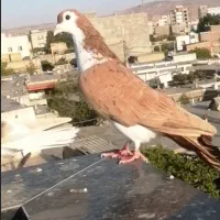 ساده زرد نارنجی