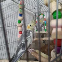عروس هلندی