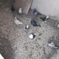 تعدادی کفتر