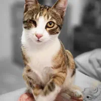 واگذاری به حامی گربه