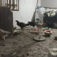 مرغ وخروس