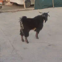 بره ومیش