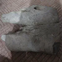 فسیل صورت حیوان