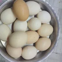 تخم نطفه دارکوشین ولهستانی
