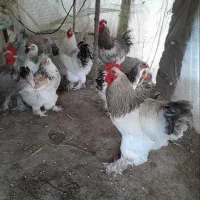 خروس برهما لایت امپراطوری