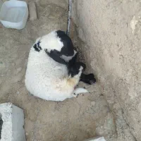 بره نر قصابی