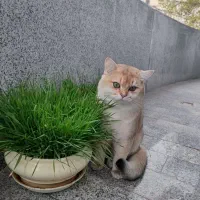 گربه بریتیش گلد جهت جفت گیری با ماده شما