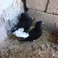 جوجه دم سفید