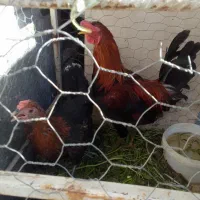 خروس ومرغ تخمگذار