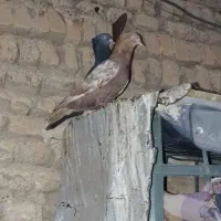 کبوترسینی ای ماده کوهی نر سینی ای سرخ پلاکی وقندی