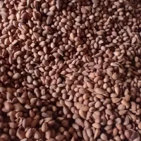 بادام شیرین شده