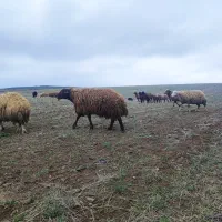 دامازدغ|حیوانات مزرعه|ارشق, |دیوار