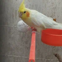 دو عدد عروس هلندی نر وماده فروش فوری