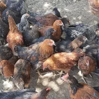 جوجه ۴ماهه مرغ و خروس