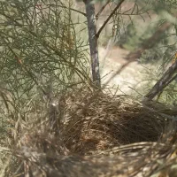 قناری آماده دستی کردن