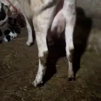 گاوشیری شگم اول بیجگ