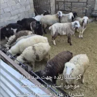 نیازمندم کارگر برای گاوداری