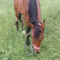 اسب|اسب و تجهیزات اسب‌سواری|آبش احمد, |دیوار
