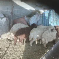 تعداد ۶راس بره سبک پای پروار