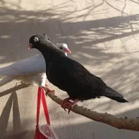 کبوتر