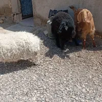 بره