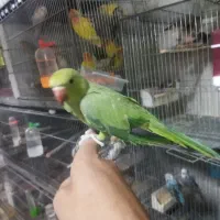 جوجه ملنگو نر  رام