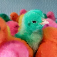 جوجه رنگی و سفید