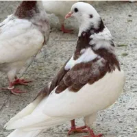 سلام دورود دوعدد کفتر جوجه دیروز پریروز باخت دادم