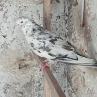 کفتر پرشی