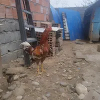 خروس لاری یکساله