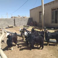 کهره نر بذری