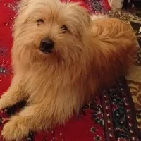 سگ شناسنامه دار