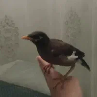 جوجه مینا ۲ ماهه دستی و سخنگو